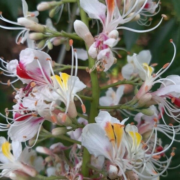 Aesculus indica Flor