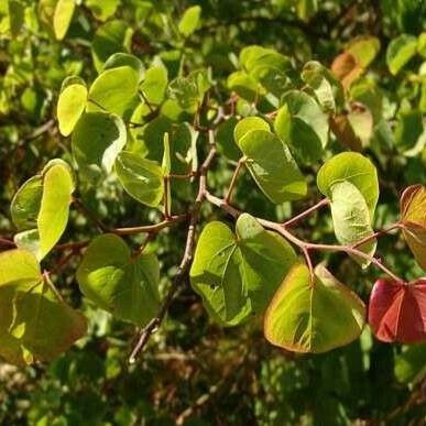 Cercis siliquastrum List