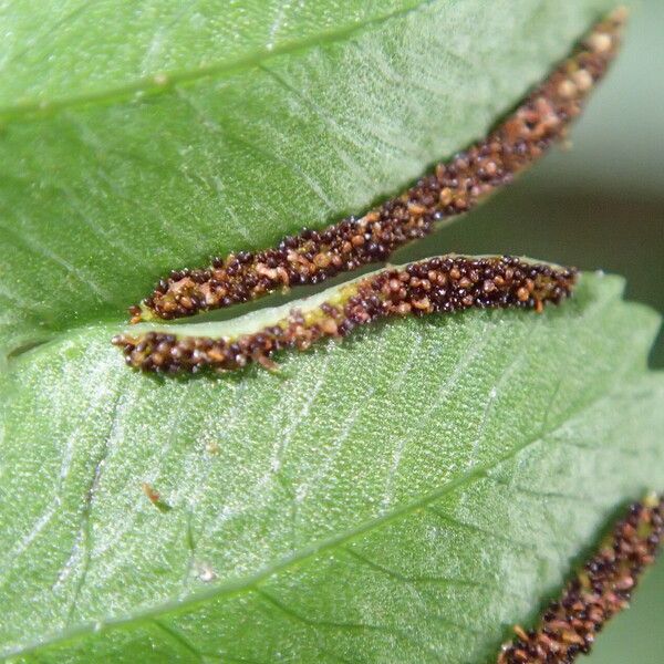 Pteris hamulosa Liść