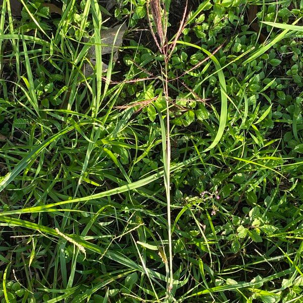 Bothriochloa bladhii Habit