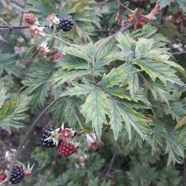 Rubus nemoralis Blad