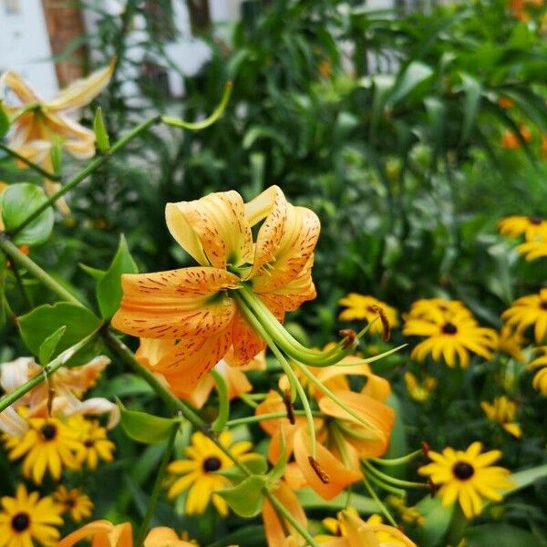 Lilium henryi Floare