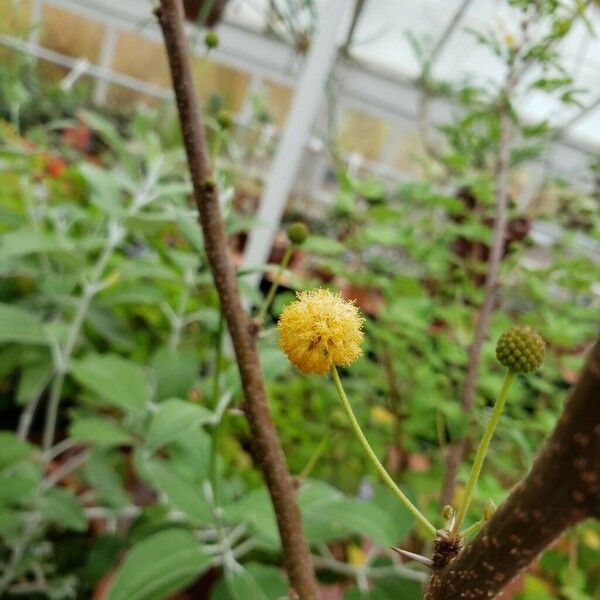 Acacia farnesiana Flower