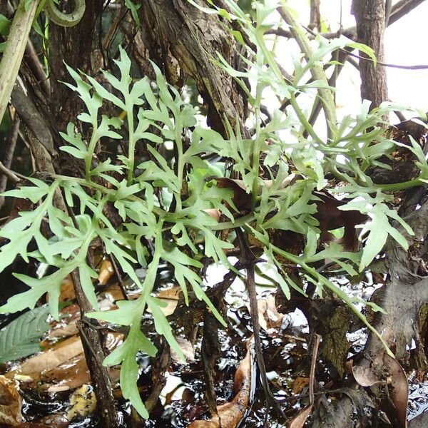 Ceratopteris cornuta Leaf