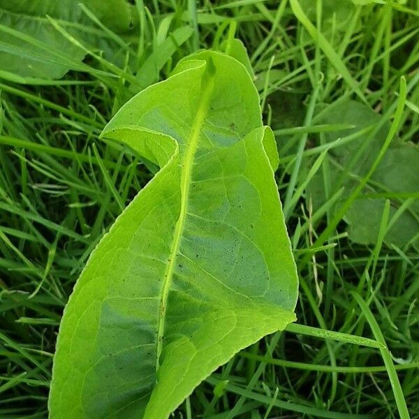 Rumex patientia Hoja