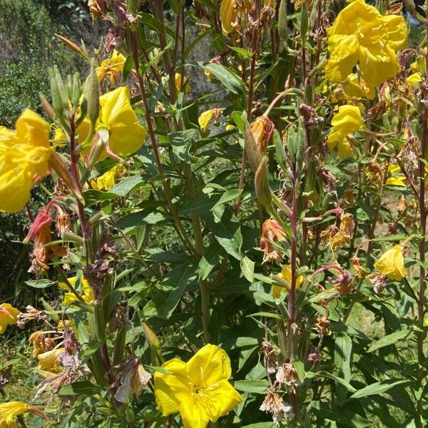 Oenothera elata फूल