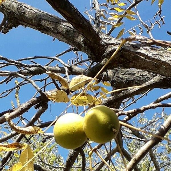 Juglans nigra Fruit