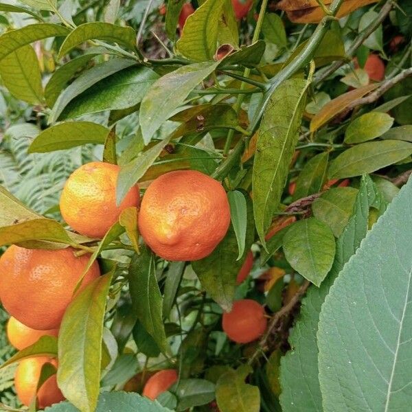 Citrus × aurantiifolia 果實