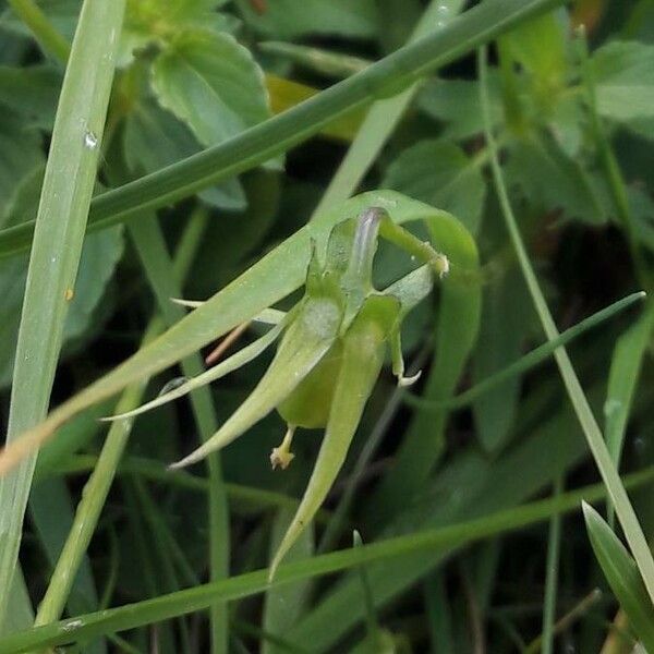 Viola cornuta Fruto