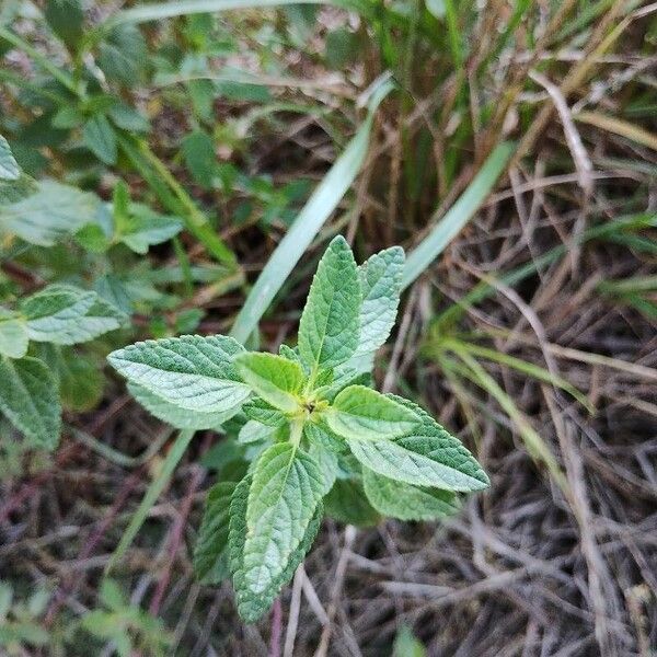 Salvia microphylla Лист