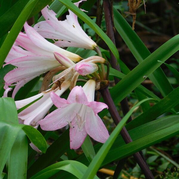 Amaryllis belladonna Costuma