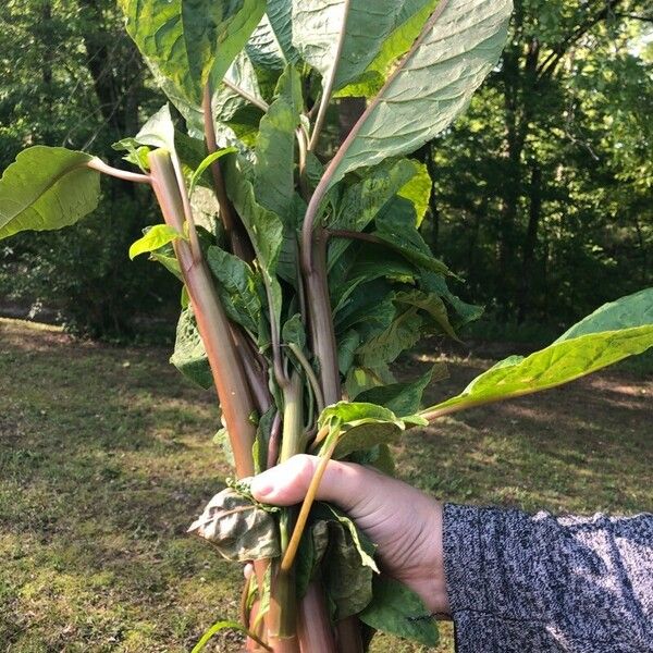 Phytolacca americana Lehti