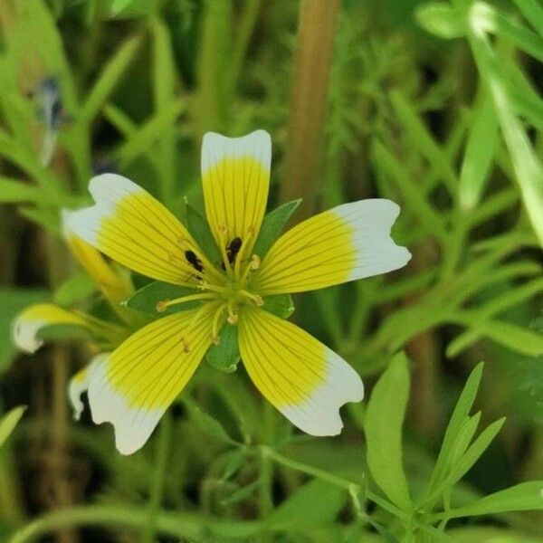 Limnanthes douglasii Flower