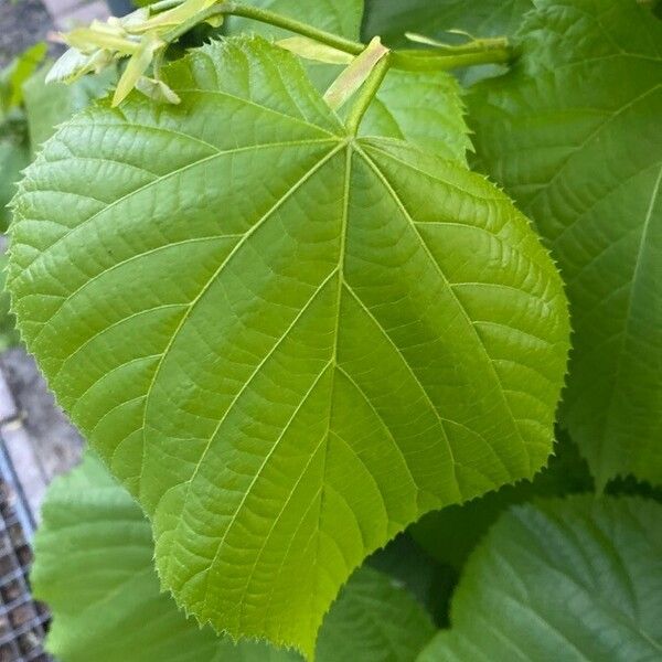 Tilia platyphyllos Fulla