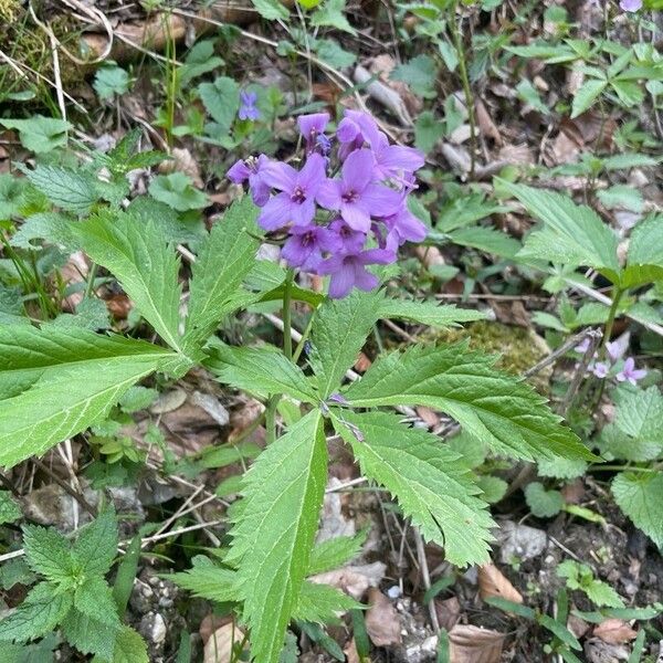 Cardamine pentaphyllos Bloem