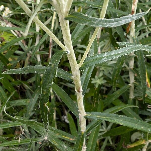 Anaphalis margaritacea Fulla