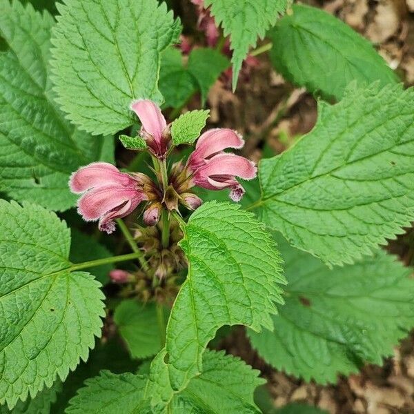 Lamium orvala Flower