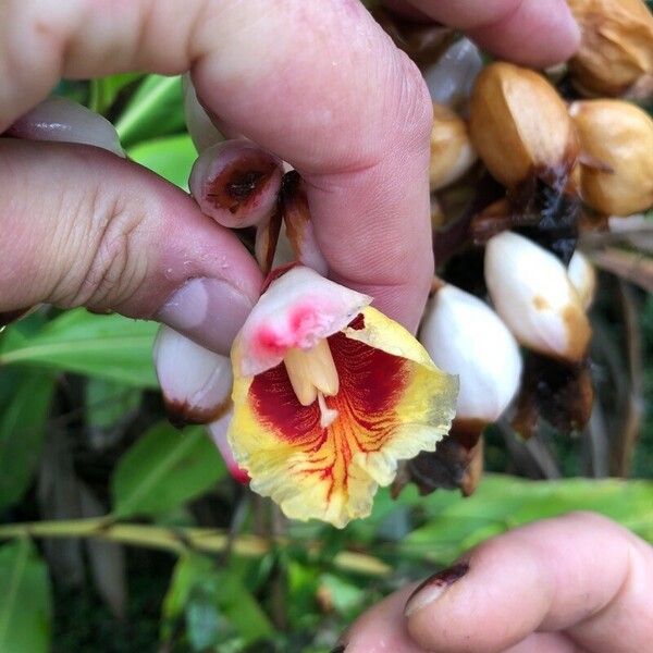 Alpinia zerumbet Flower