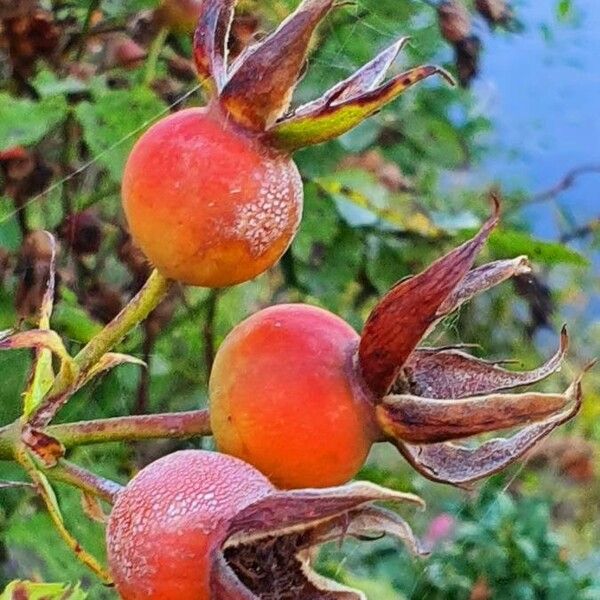 Rosa rubiginosa Blodyn