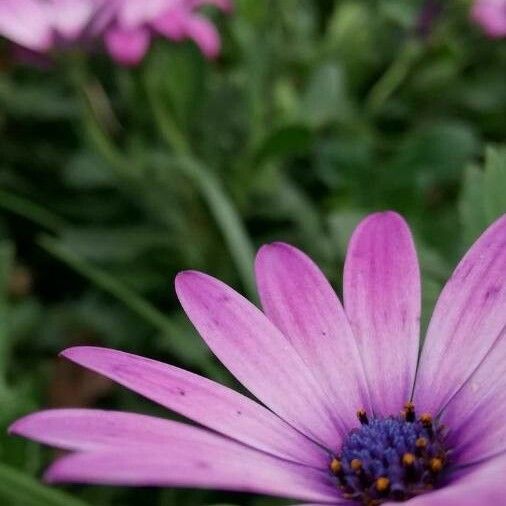 Osteospermum fruticosum ফুল