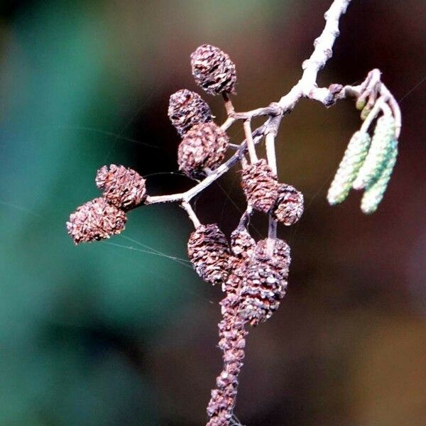 Alnus glutinosa Fruit