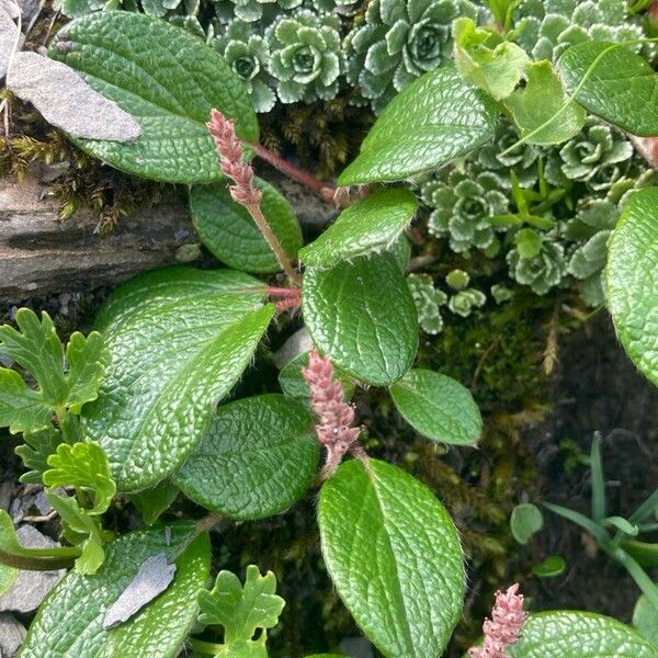 Salix reticulata ഇല