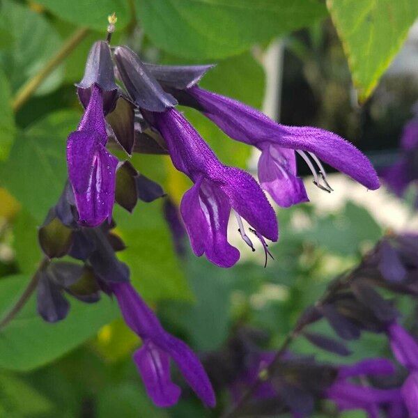 Salvia guaranitica Flors