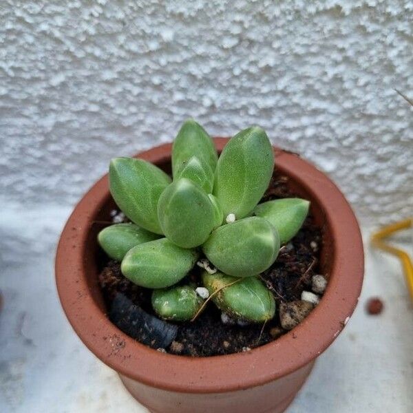 Pachyphytum compactum Lapas