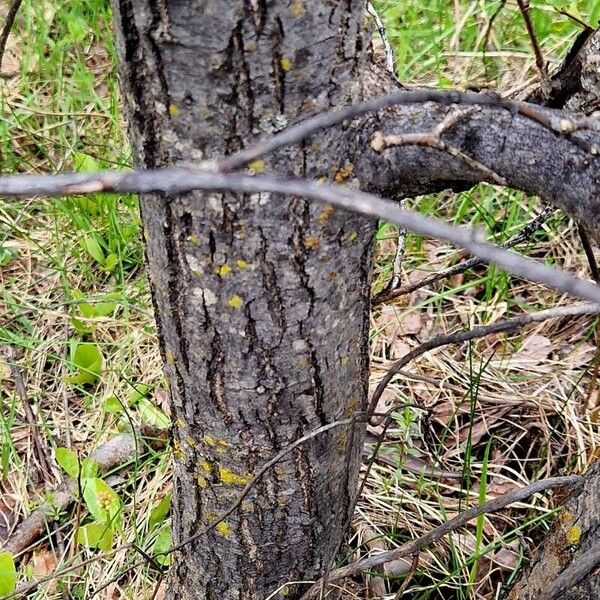 Salix pentandra 樹皮