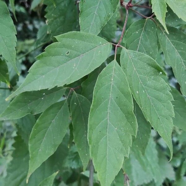 Acer cissifolium Feuille