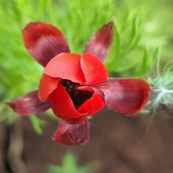 Adonis annua Flower