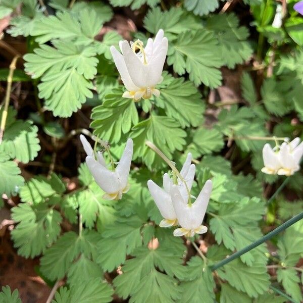 Dicentra cucullaria Квітка