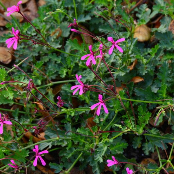 Pelargonium ionidiflorum
