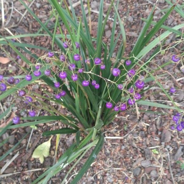 Dianella ensifolia Flower