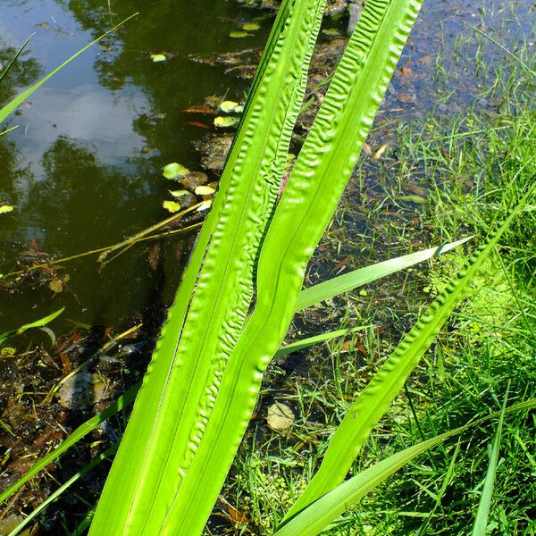 Acorus calamus 葉