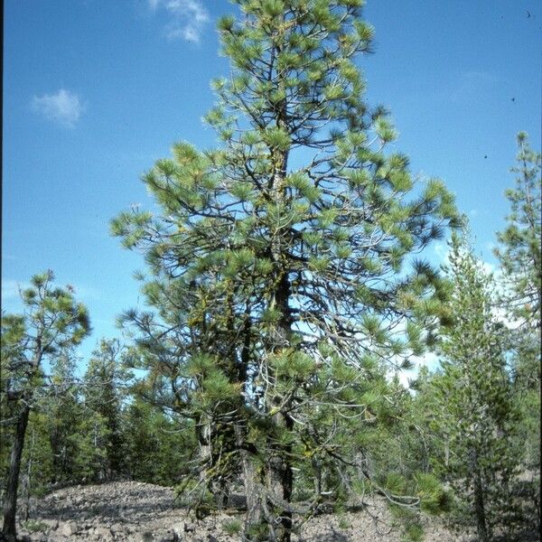 Pinus ponderosa Habitatea