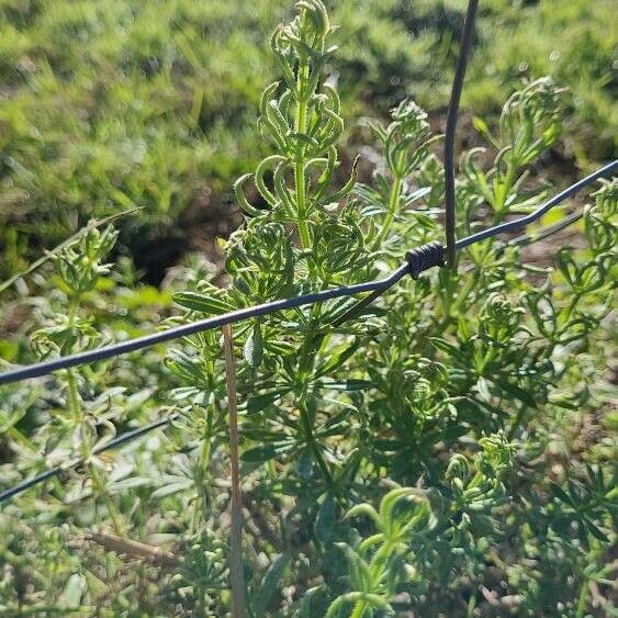 Galium tricornutum Лист