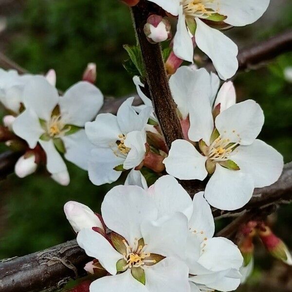 Prunus tomentosa Flower