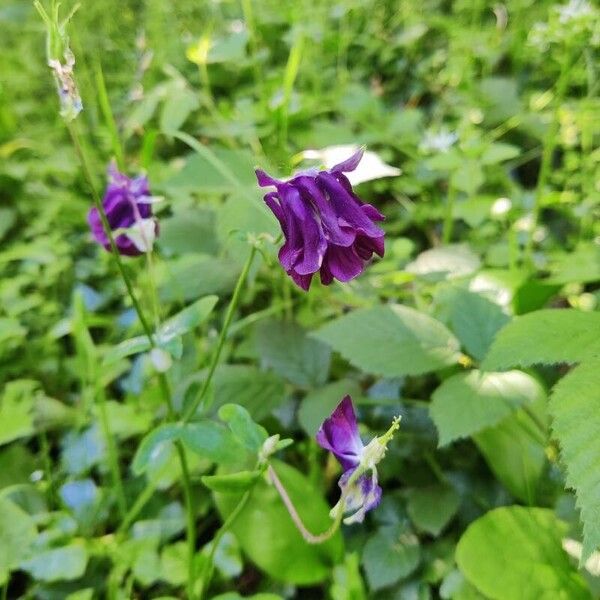 Aquilegia vulgaris Blomst