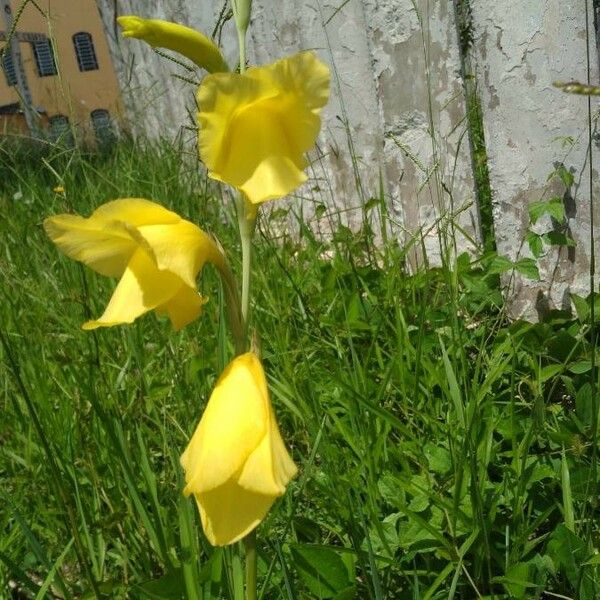 Gladiolus dalenii Flower