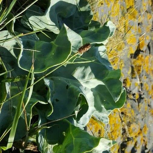 Crambe maritima Blad