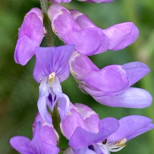 Vicia cracca Floare