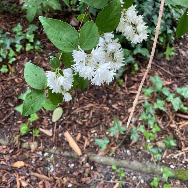 Deutzia crenata പുഷ്പം