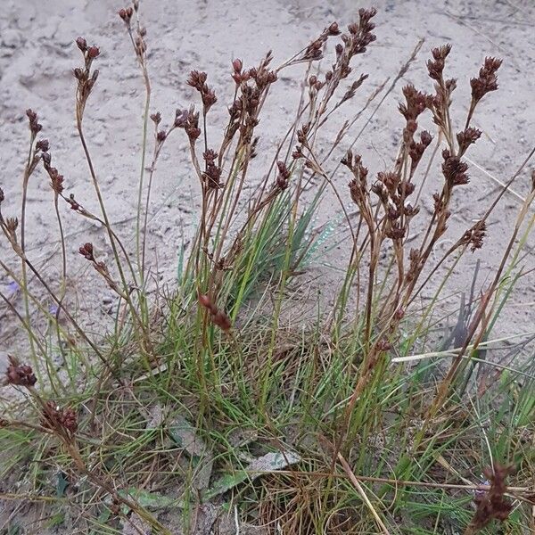 Juncus compressus 果