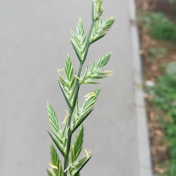 Lolium multiflorum Flower