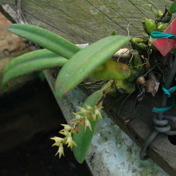 Bulbophyllum pumilum Habit