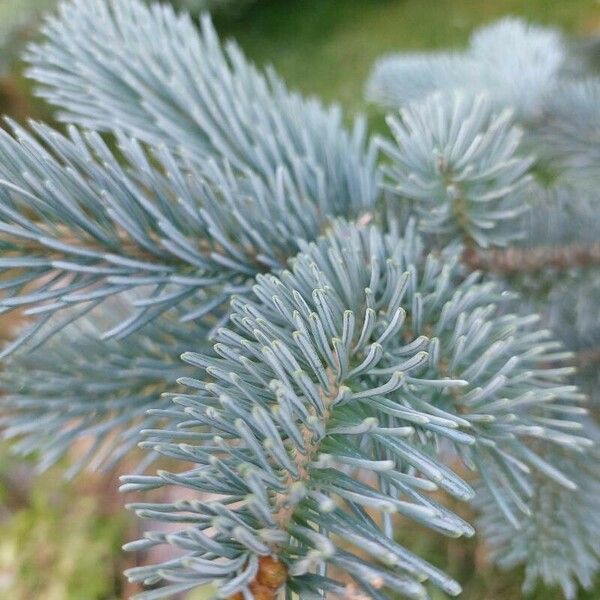 Abies lasiocarpa 葉