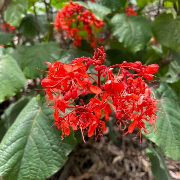 Clerodendrum speciosissimum 花