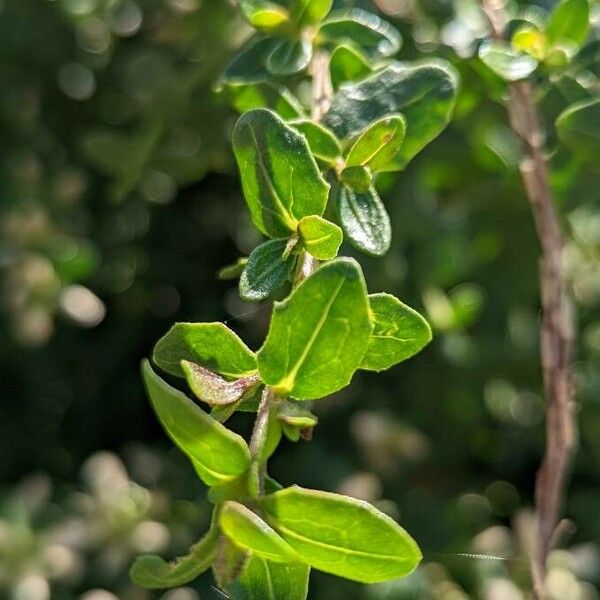 Baccharis pilularis Blad