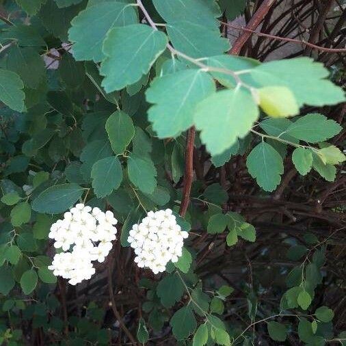 Spiraea × vanhouttei Квітка